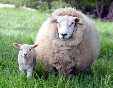 Купить одеяло из овечьей шерсти в Нижнем Новгороде